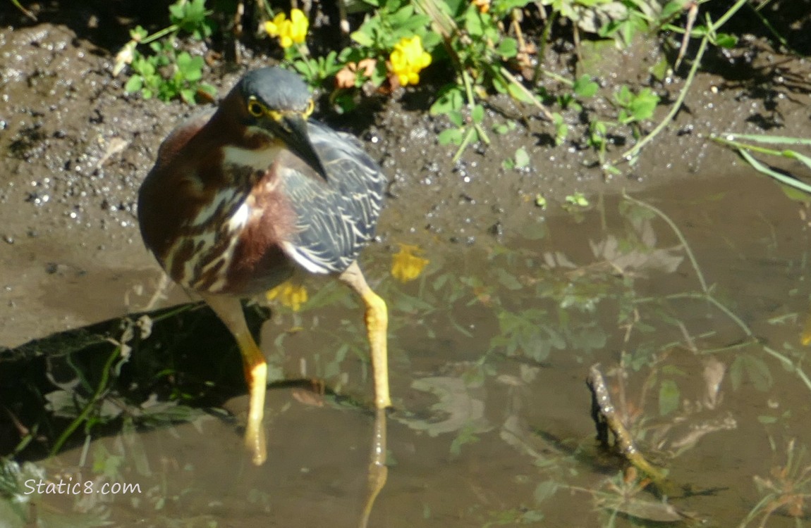 Green Heron hunting in shallow water