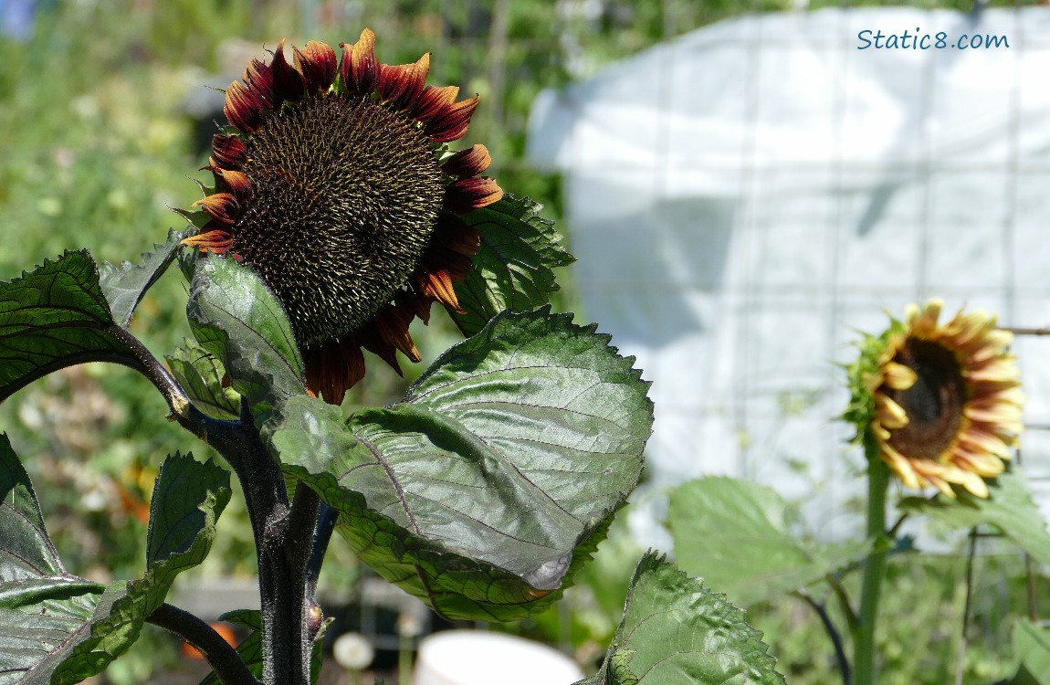 Two sunflower blooms