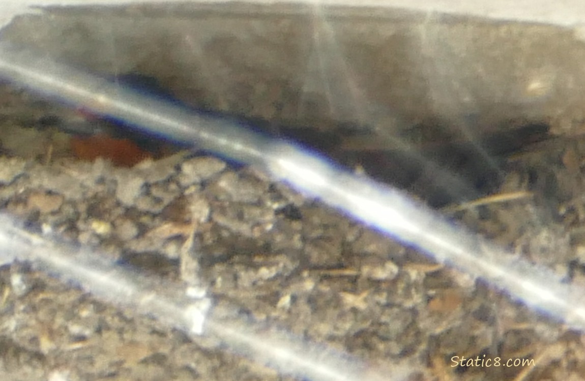 Barn Swallow sitting in the nest