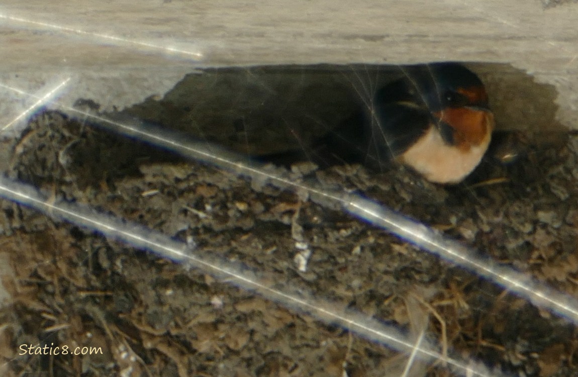 Barn Swallow sitting at the edge of the nest