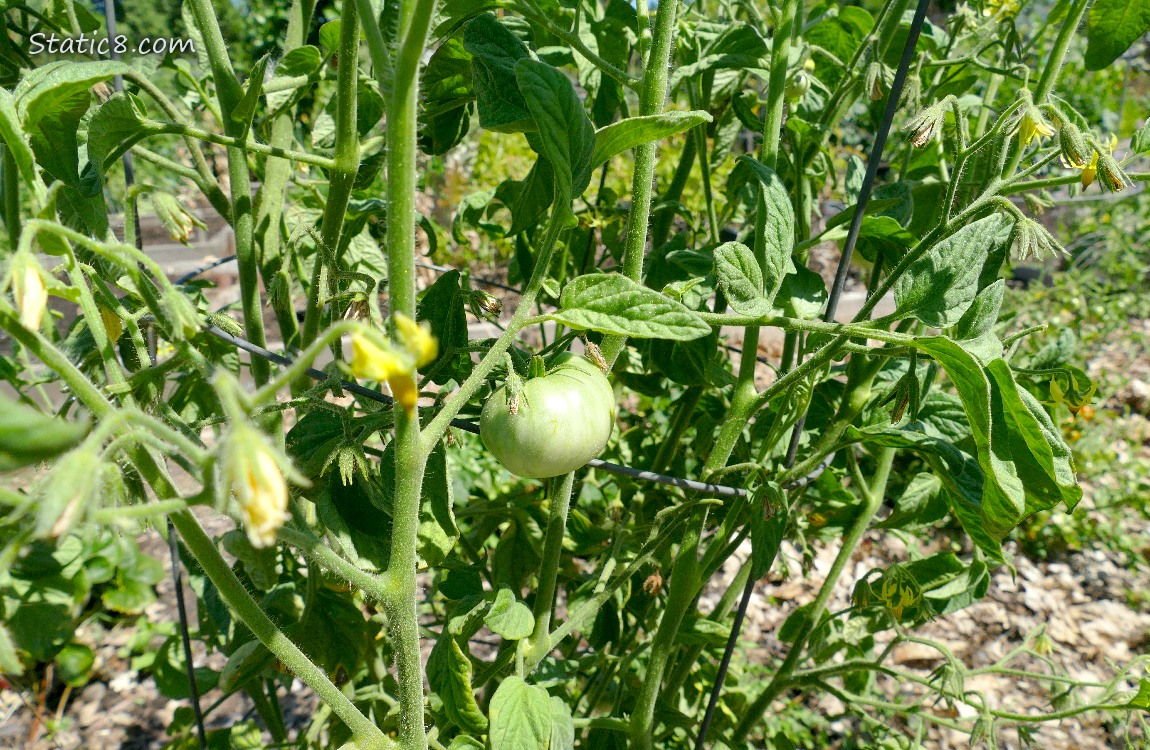Green tomato growing on the vine with lots of flowers