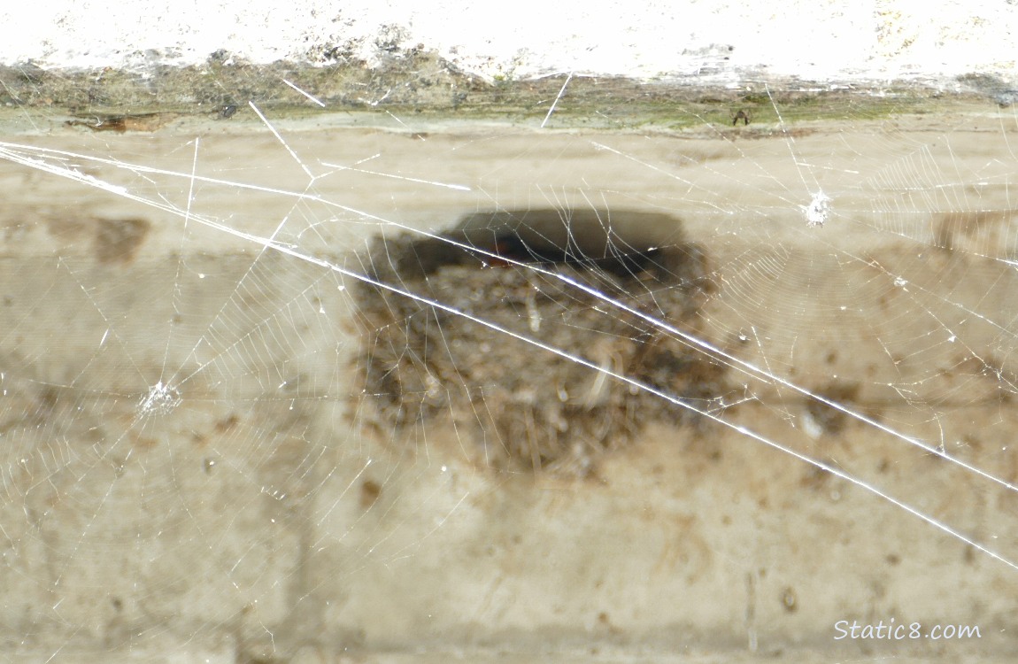 Spider webs in front of the barn swallow nest