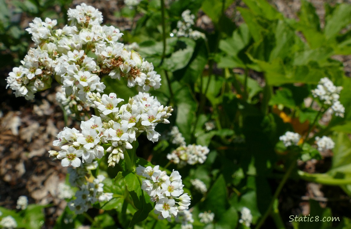 Buckwheat blooms