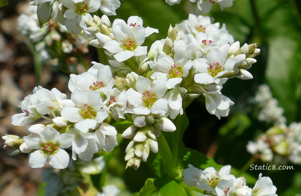 Buckwheat blooms