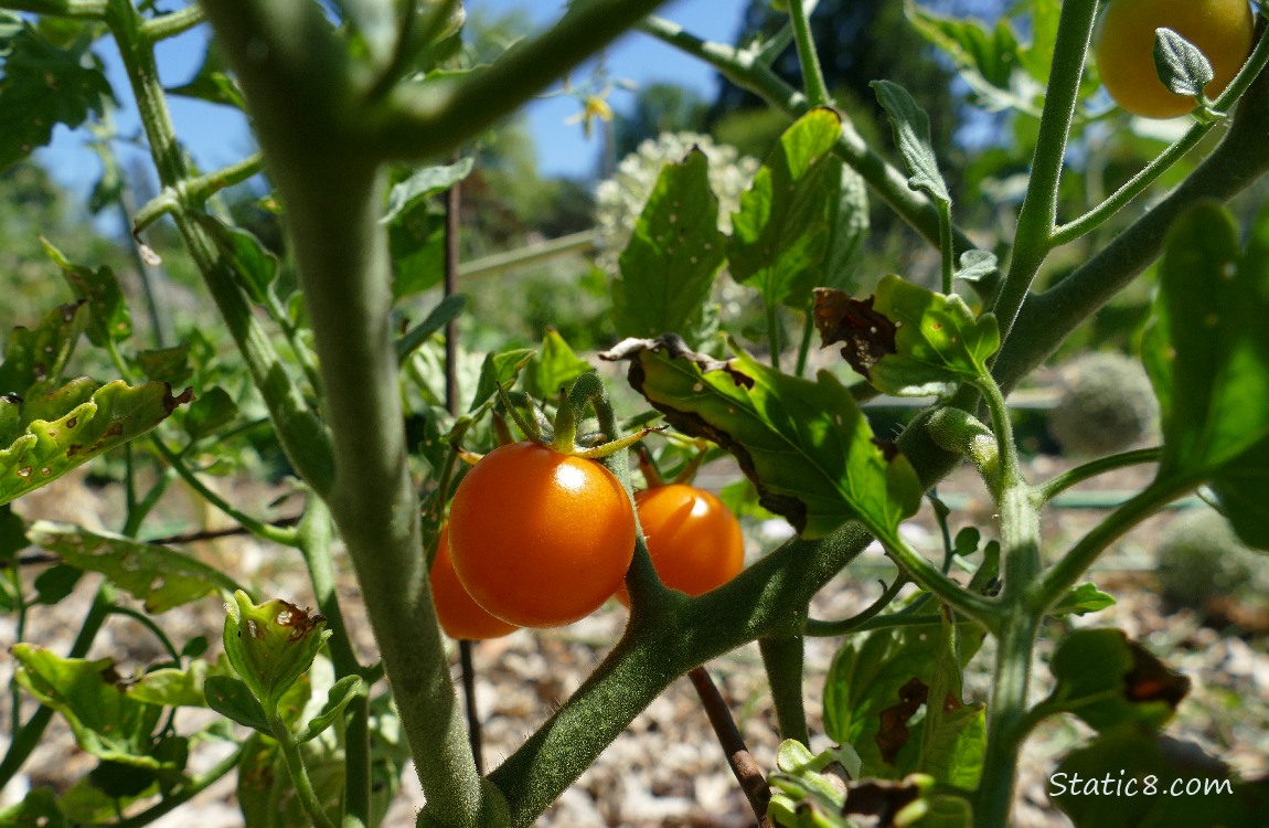 Sungold tomatoes ripening on the vine