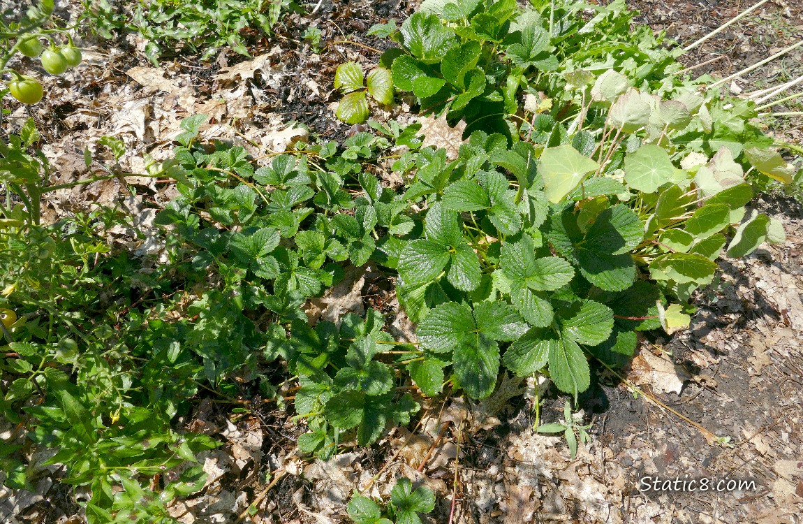 Strawberry plant