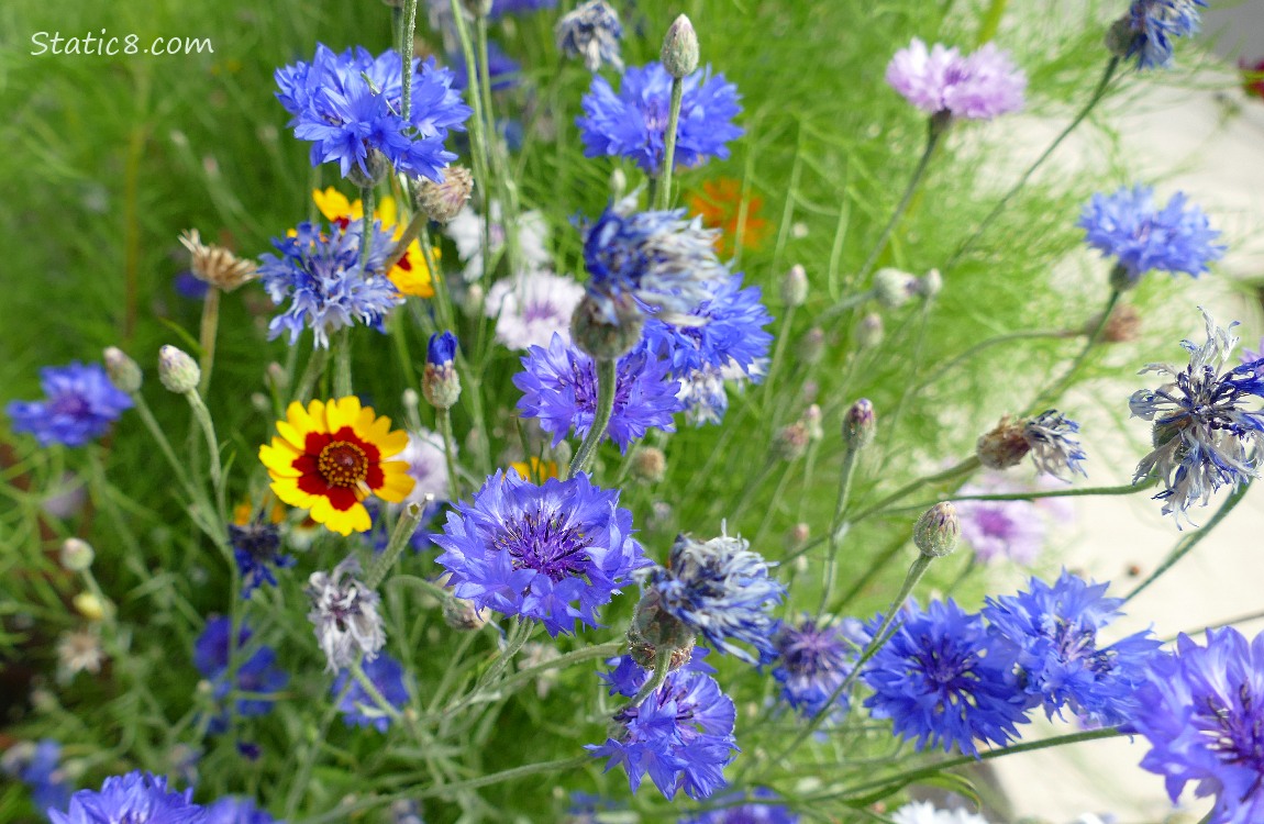 Bachlor Button blooms