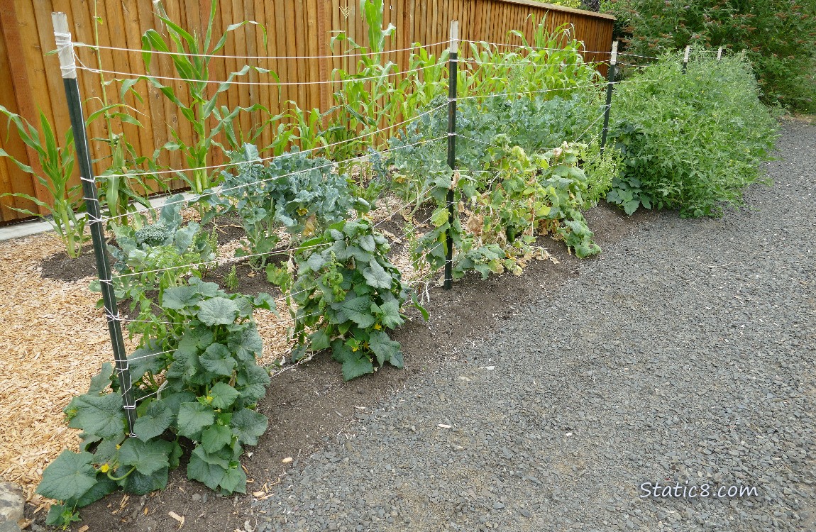 Garden in front of a fence