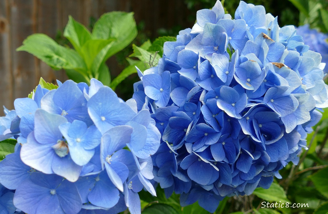 Hydrangea blooms in blue