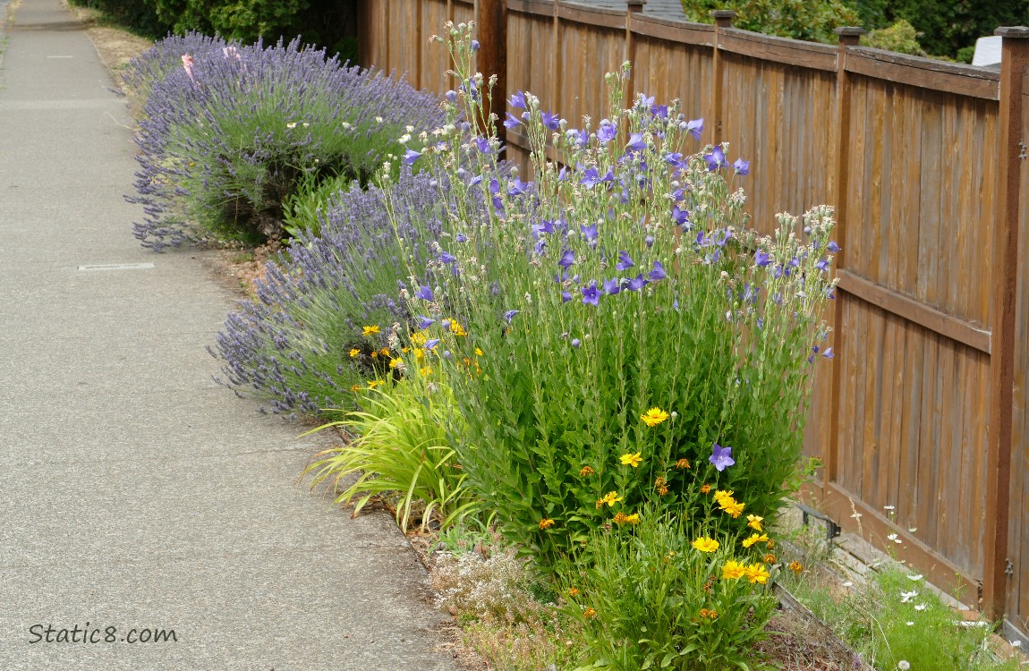 Flowers along a sidewalk