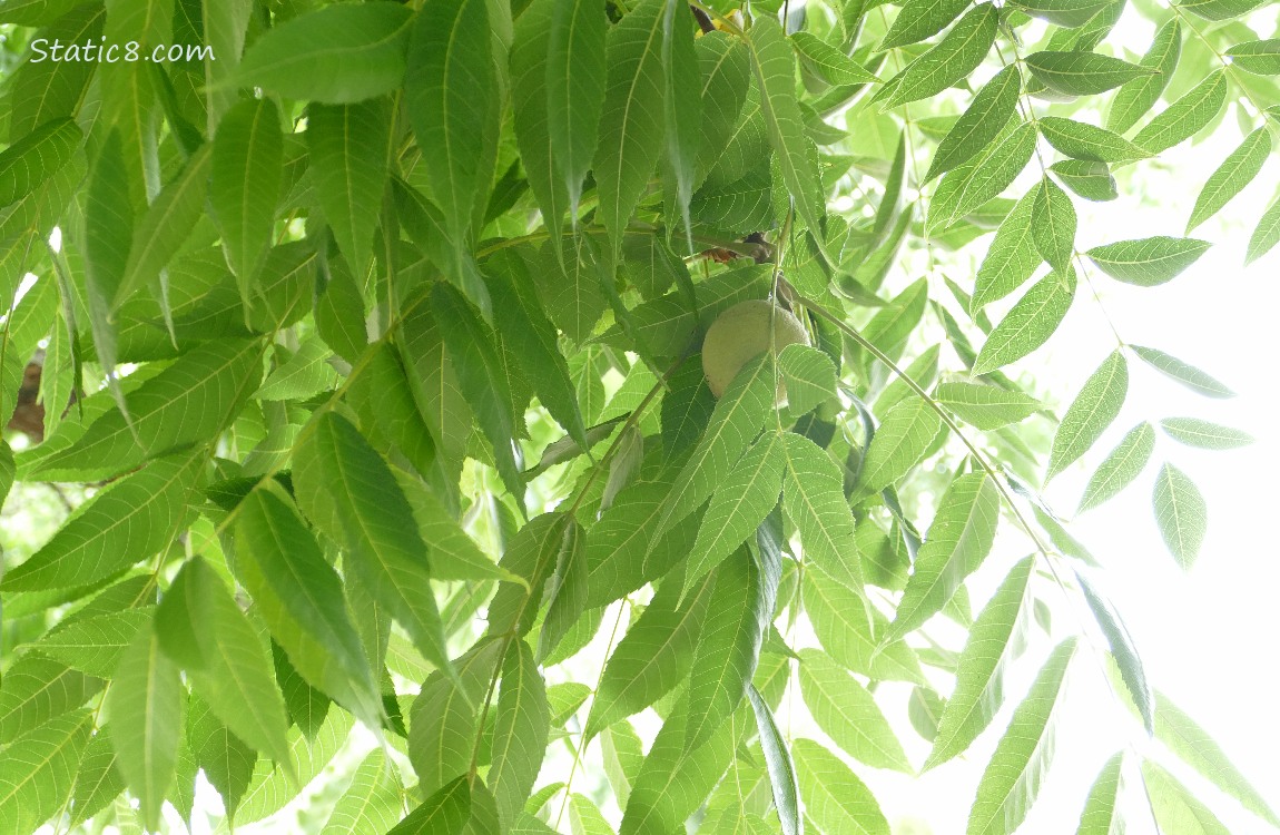 Looking up at Walnut leaves, with a green fruit
