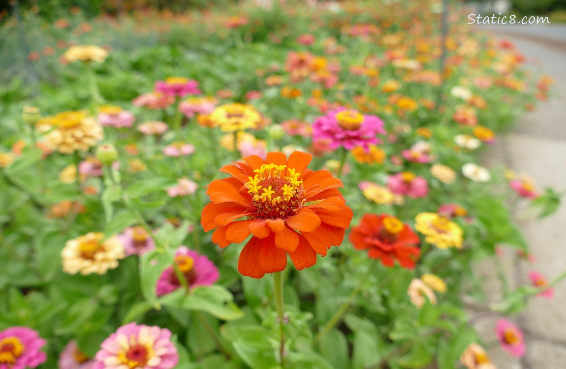 Many Zinnia blooms of pink, orange and yellow