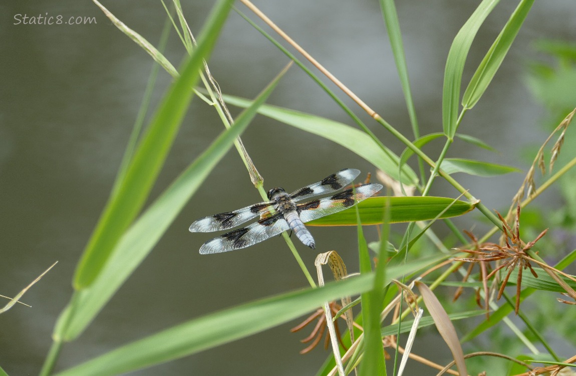 Dragonfly standing on a stalk of grass over the water