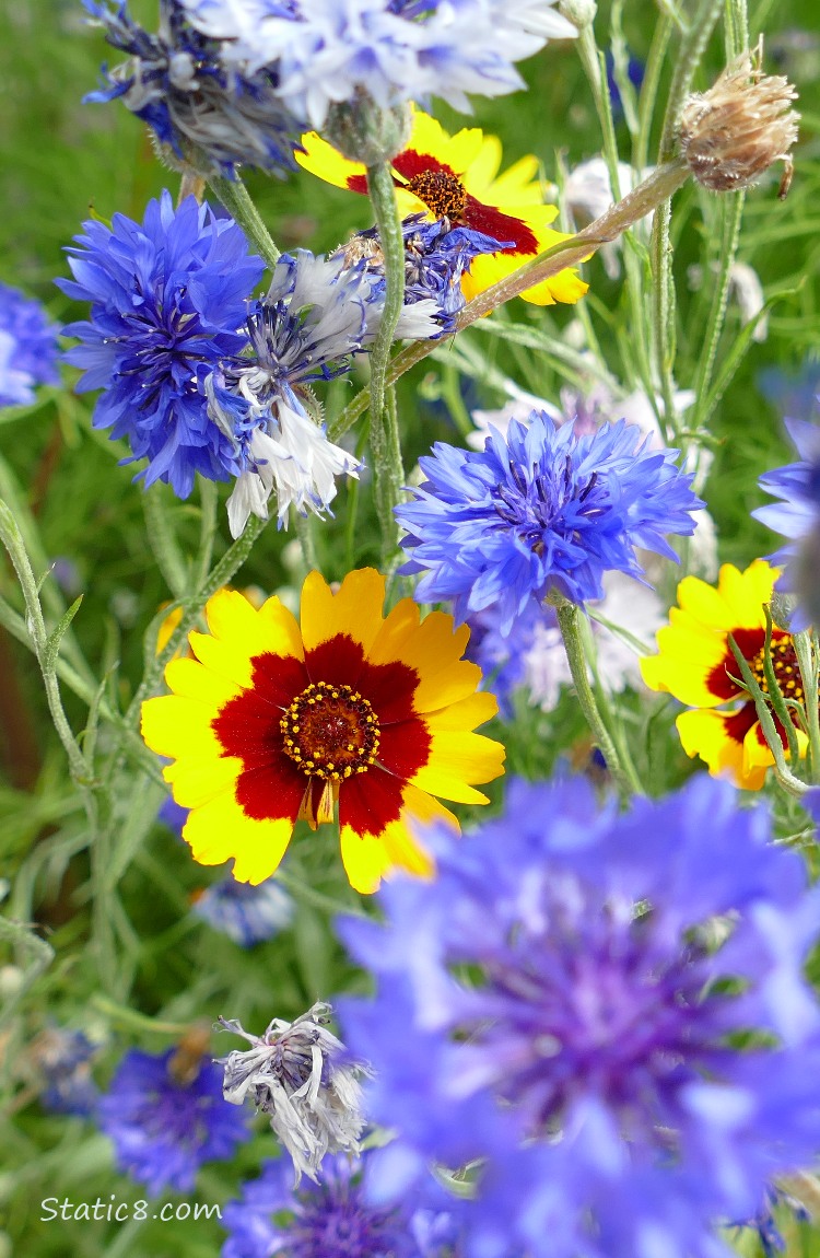 Blue Bachlor Buttons and yellow and red Coreopsis