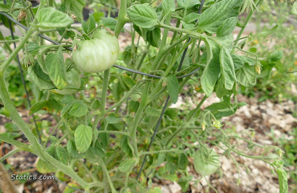 Green tomatoes growing on the vine