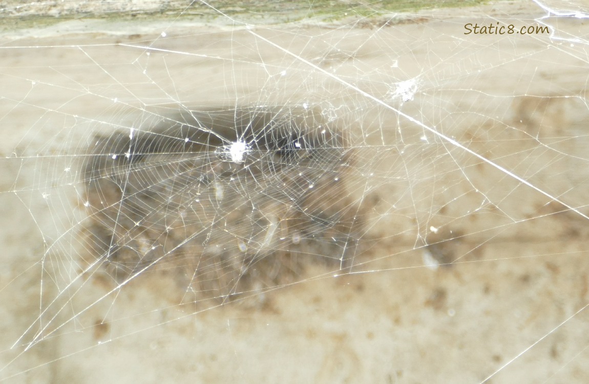 Spider web in front of the Barn Swallow nest