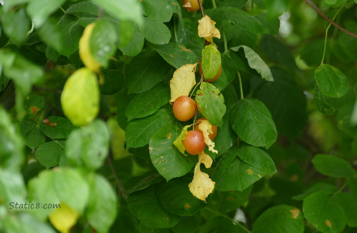 Ripening plums surrounded by the leaves of the tree