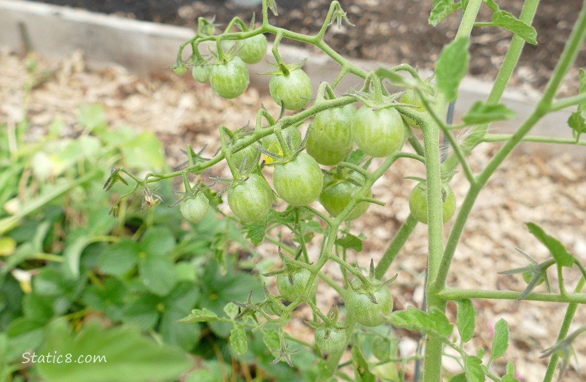 Green cherry tomatoes growing on the vine