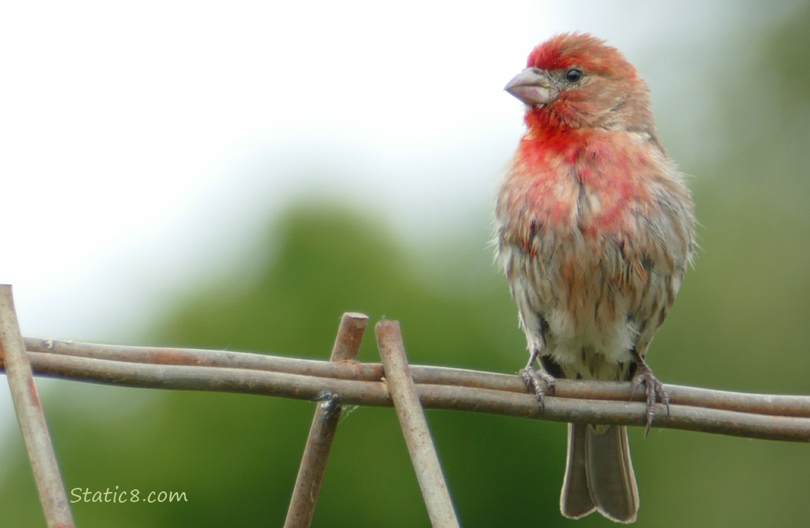 House Finch standing on a wire trellis