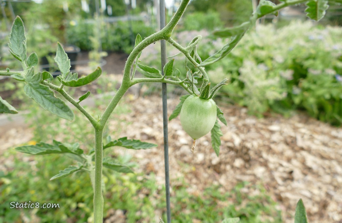 Green tomato growing on the vine
