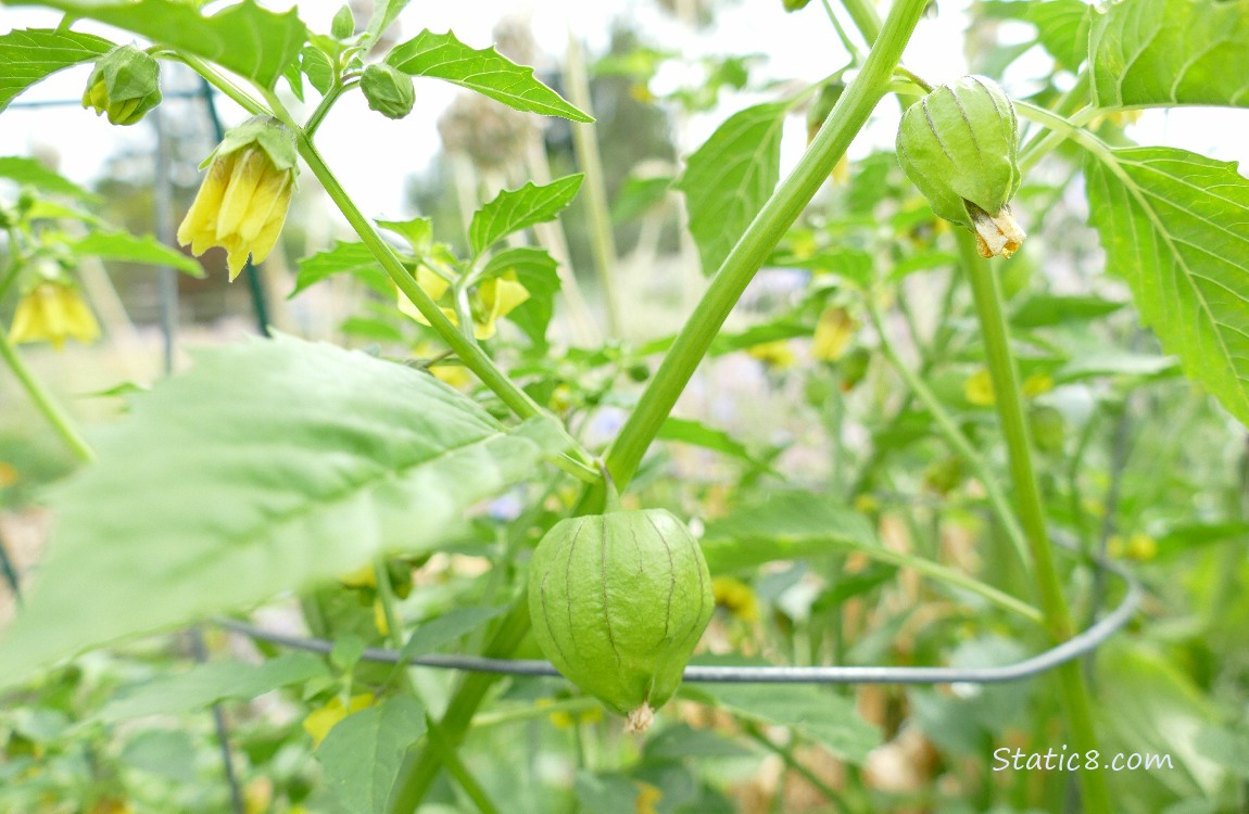 Tomatillo plant with fruits and flowers