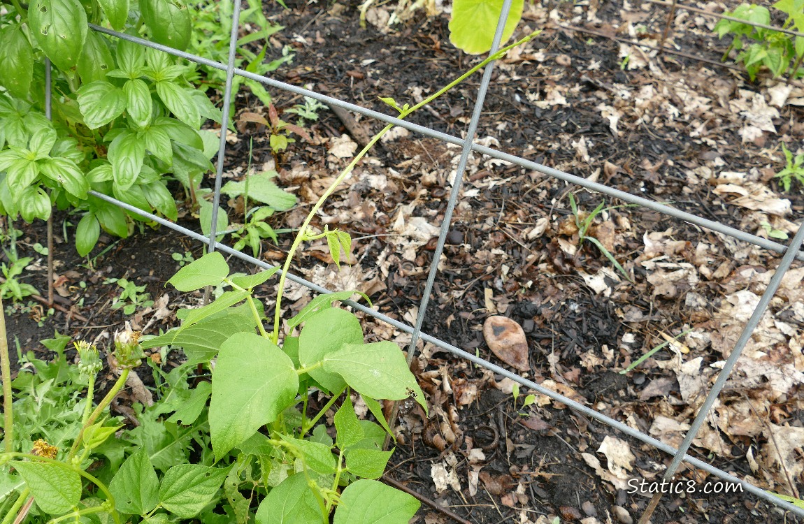 Bean plant under a wire trellis