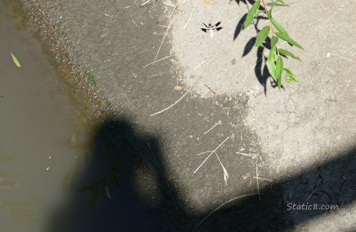 Shadow of the photographer in the water under a bridge