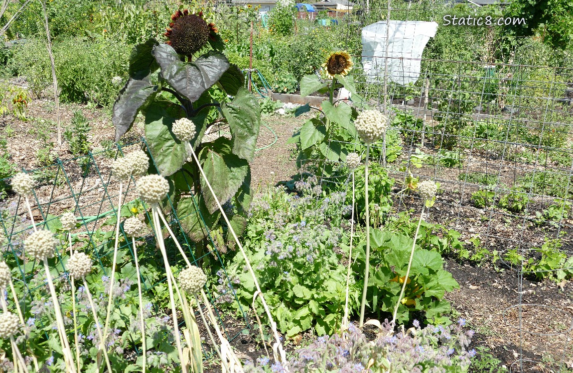 Sunflowers in a garden plot