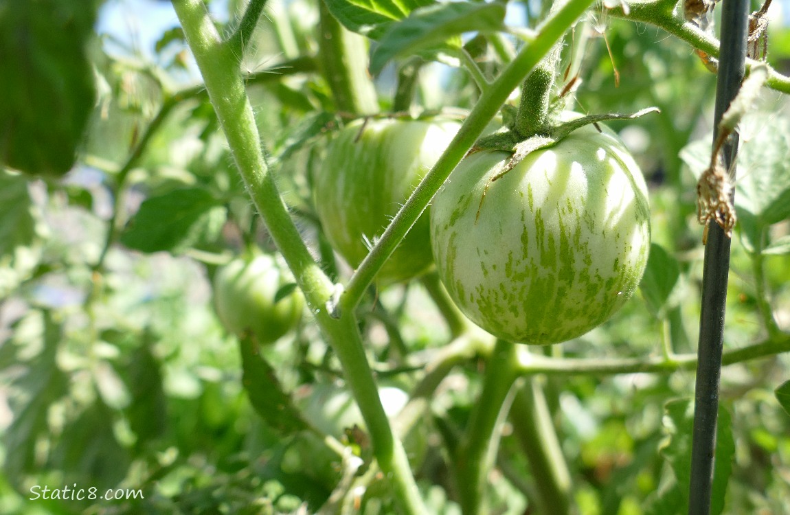 Green tomatoes growing on the vine
