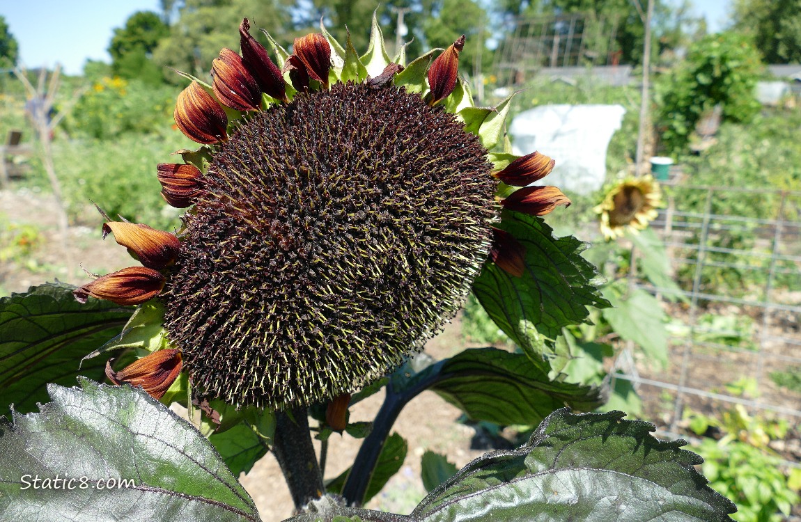 Sunflower blooms