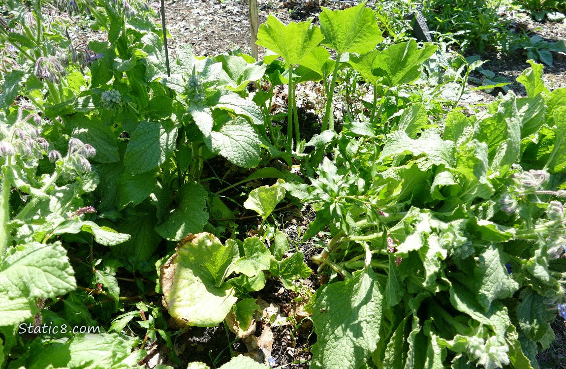 garden plants