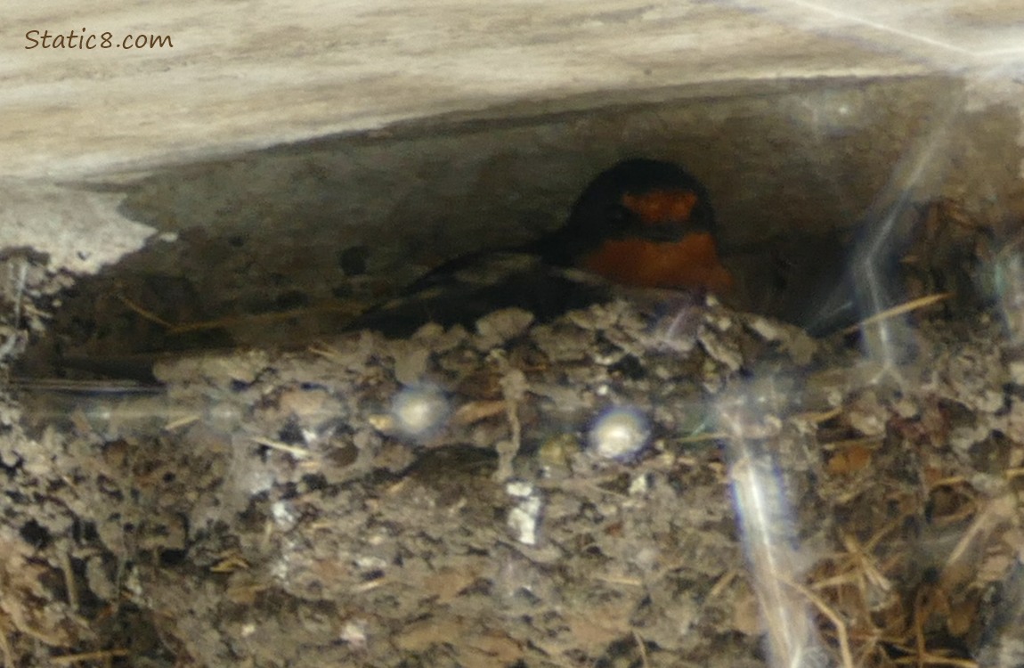 Barn Swallow sitting in a nest