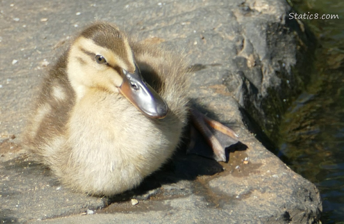Duckling sitting on a rock