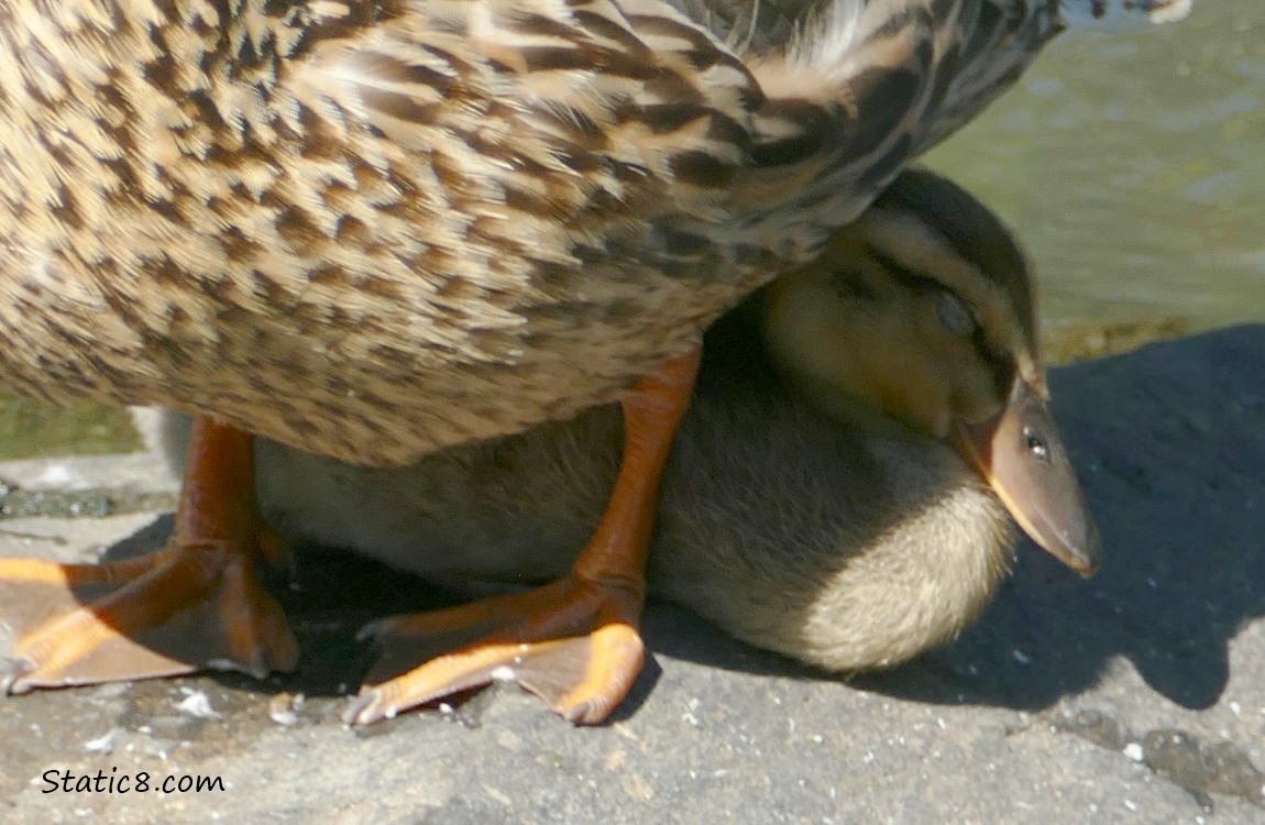 Duckling sleeping in Mamas shadow