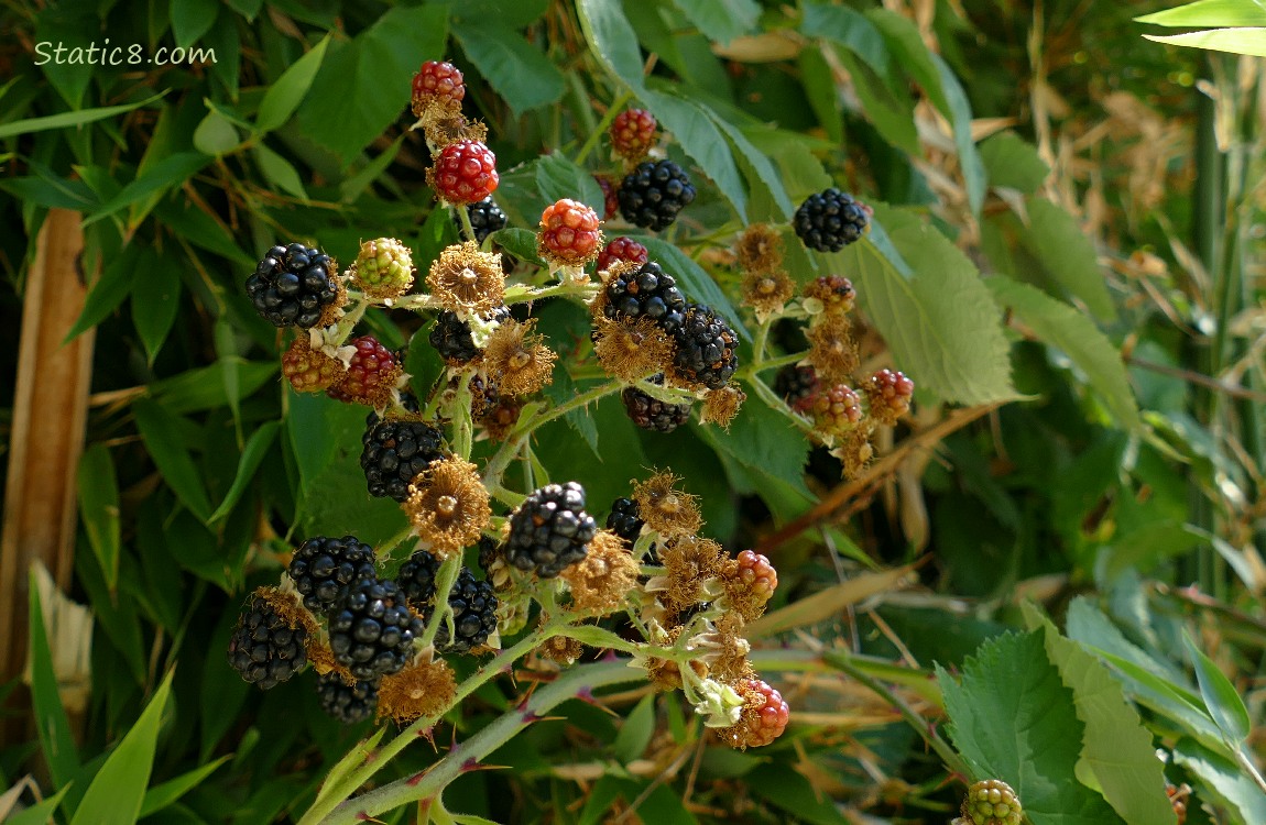 Blackberries hanging from the vine