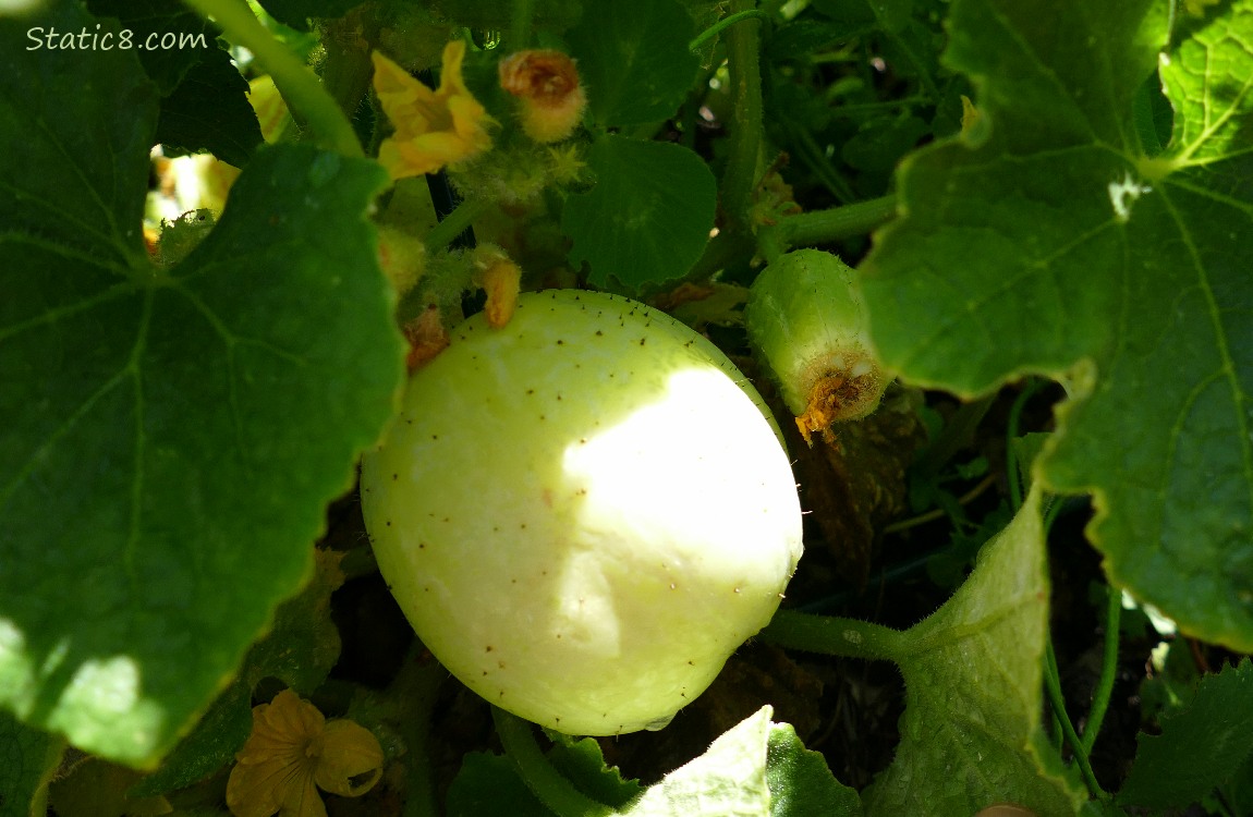 Lemon Cucumber growing on the vine