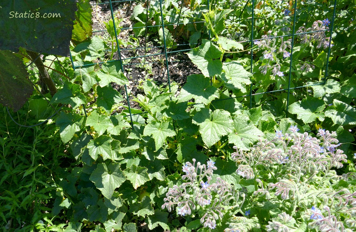 Cucumber plant on a wire trellis