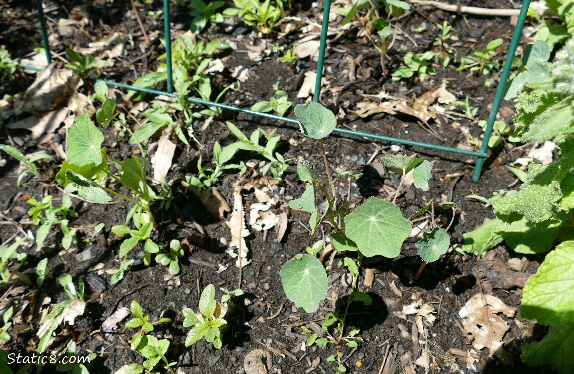 Nasturtium seedlings growing in the ground