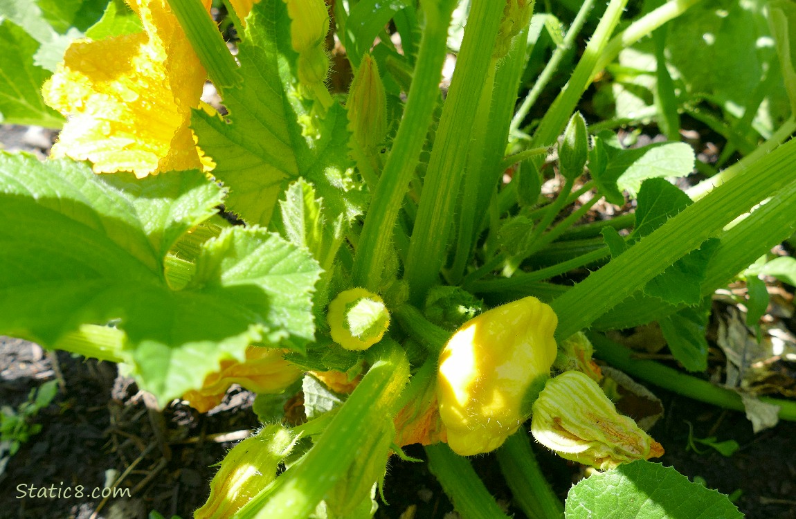 Patty Pan fruits growing under the leaves