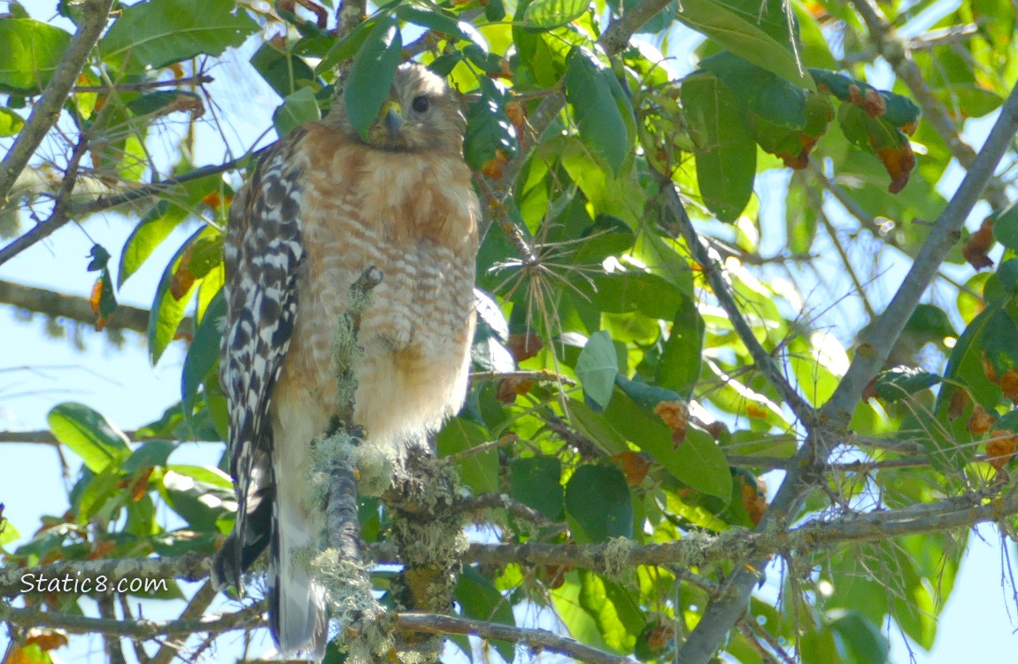 Red Shoulder Hawk standing in a tree