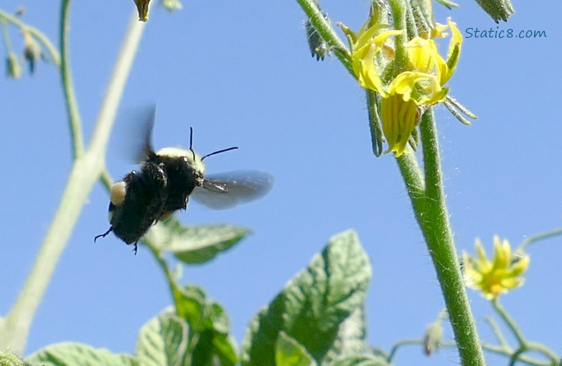 Bumblebee flying around tomato blossoms