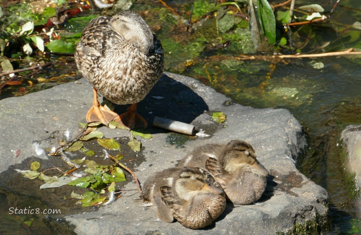 Mama Mallard with two ducklings sleeping on a rock