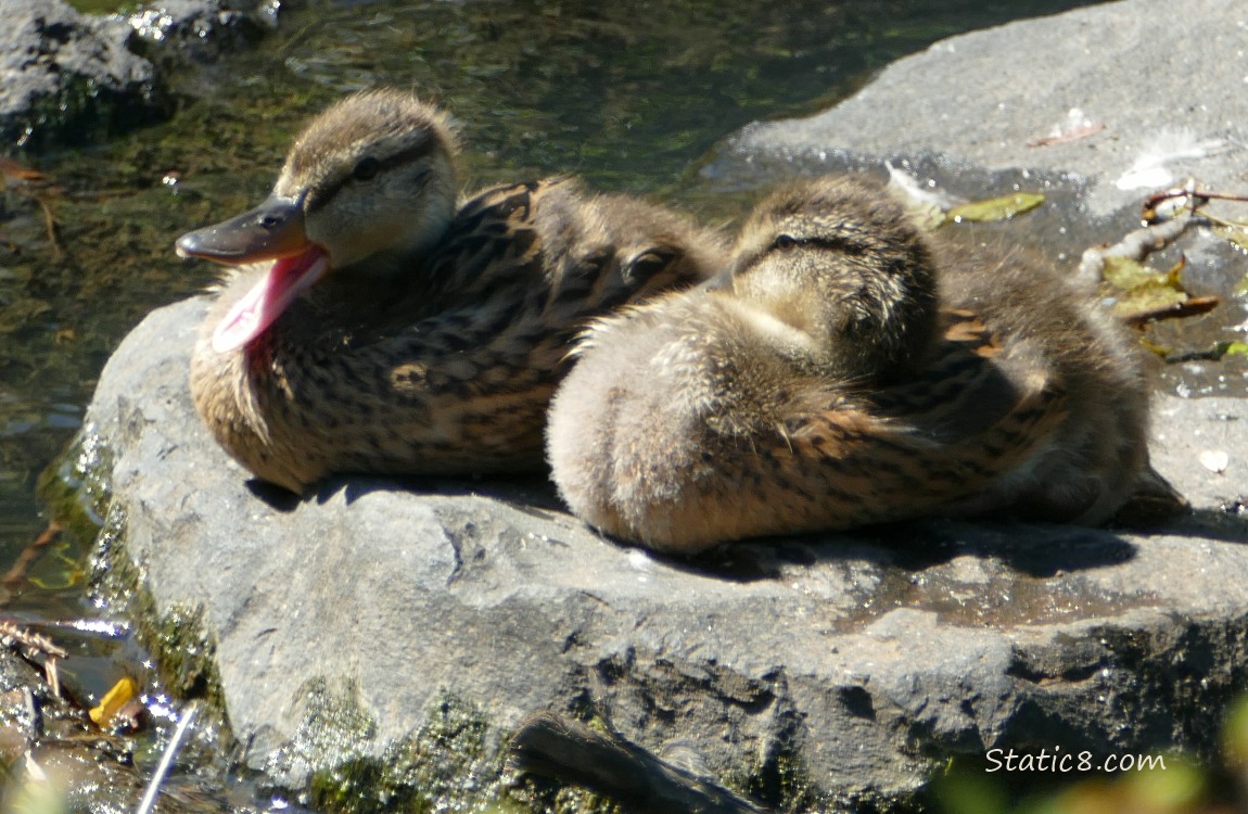 Ducklings sitting on a rock, one yawns