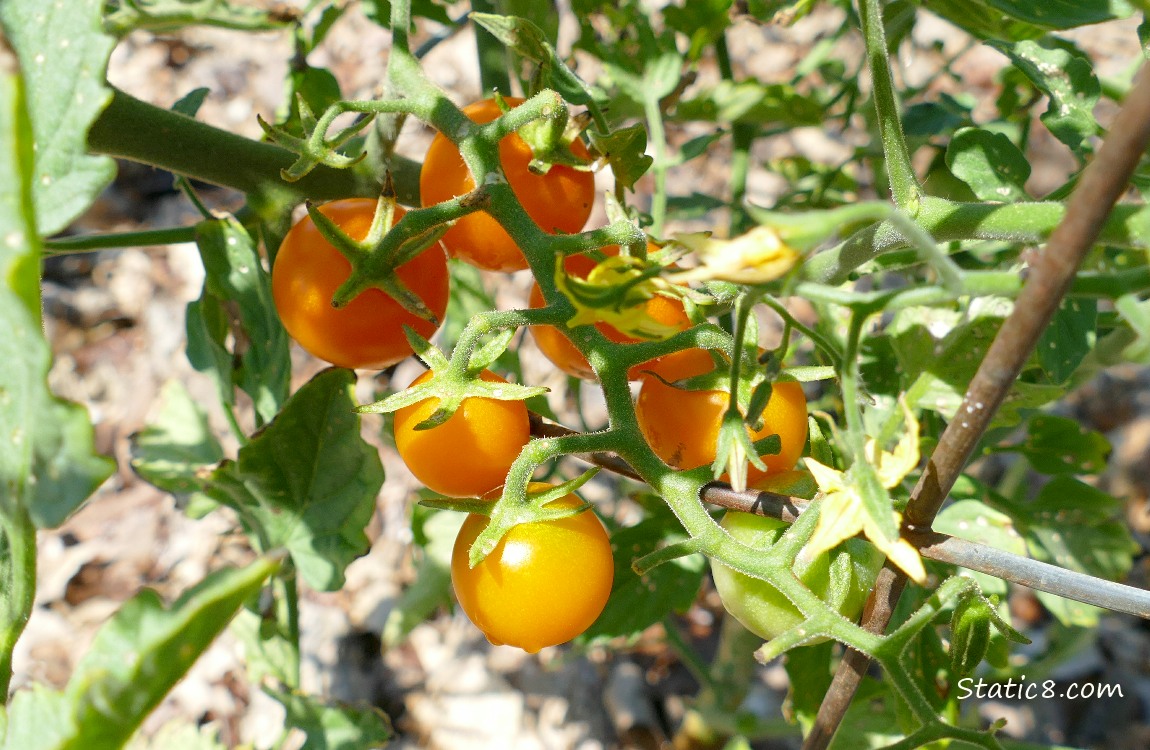 Sungold tomatoes ripening on the vine