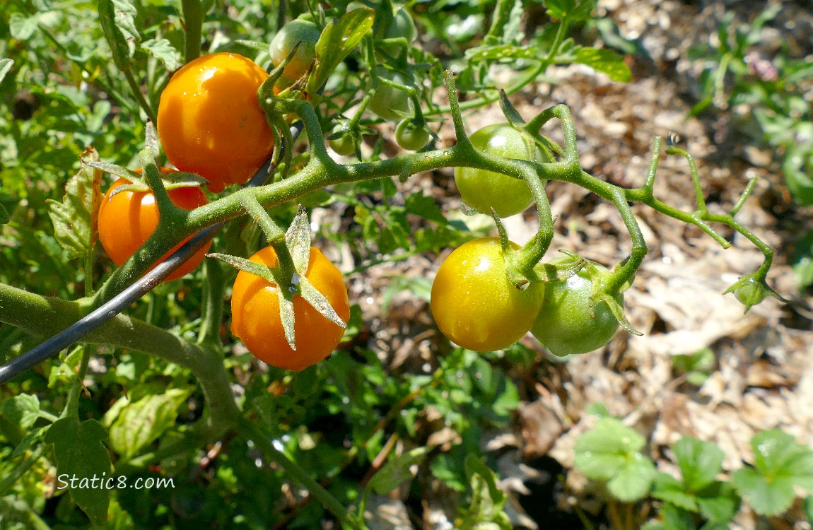 Sungold tomatoes ripening on the vine