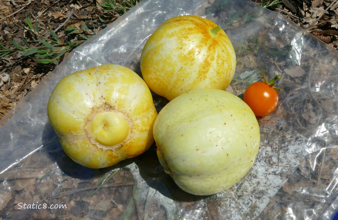 Harvested Lemon Cucumbers with a single Sungold