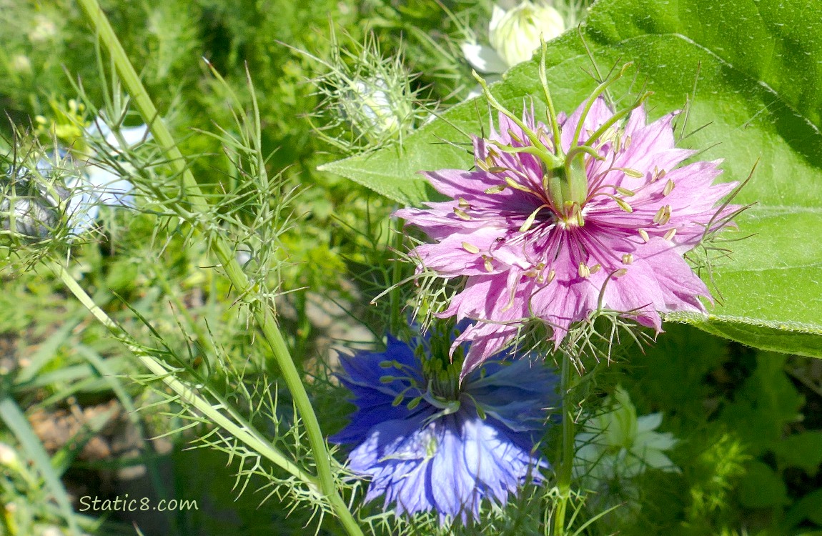 Love in a Mist blooms