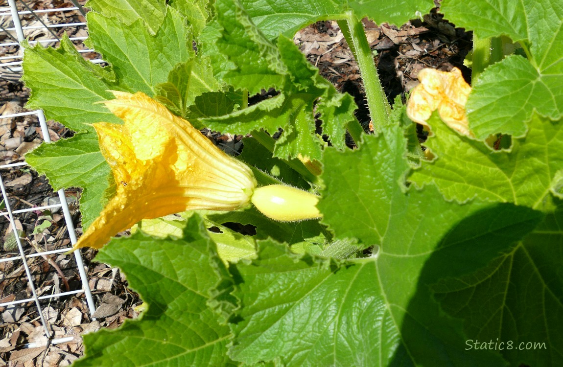 Squash plant  with yellow squashes behind the leaves