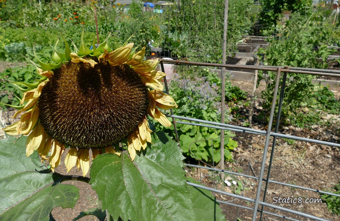 Sunflower bloom in front of garden plot
