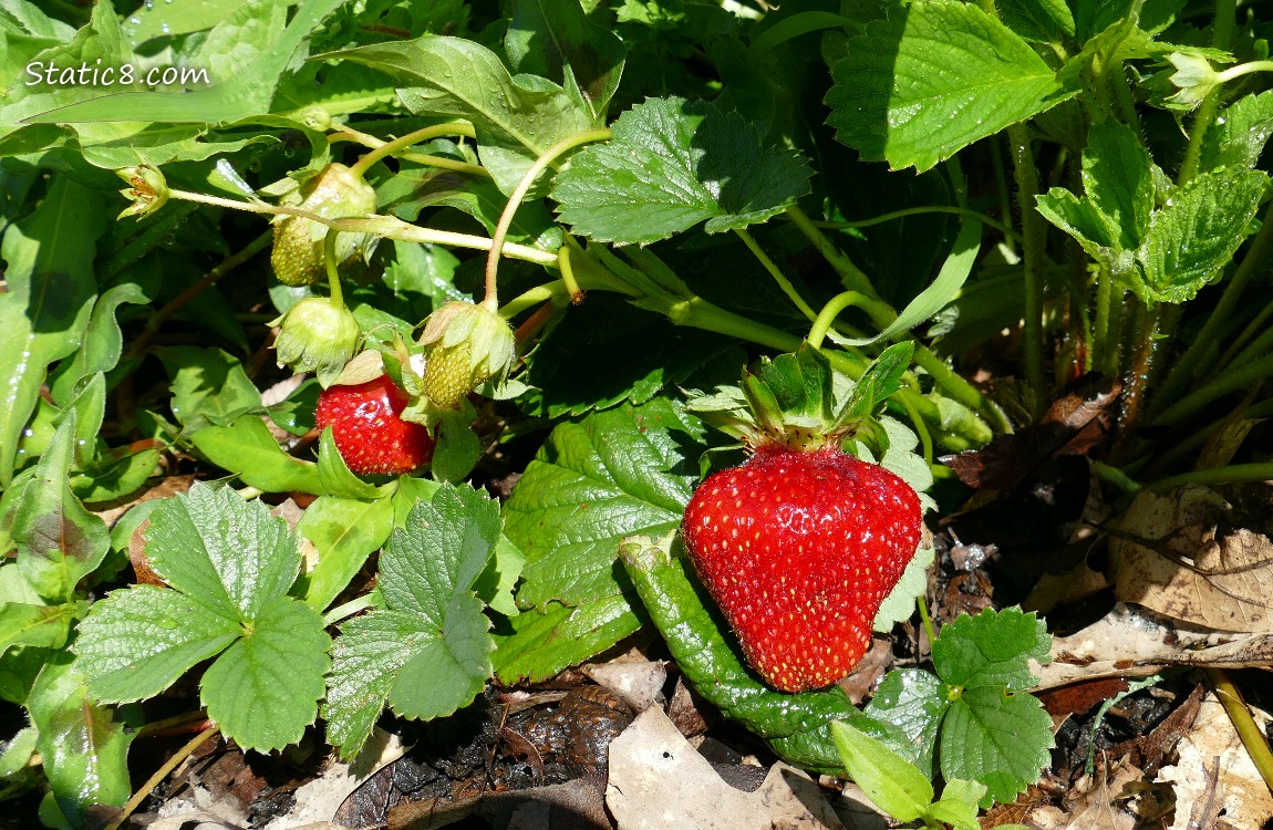 Strawberry fruits ripening on the plant